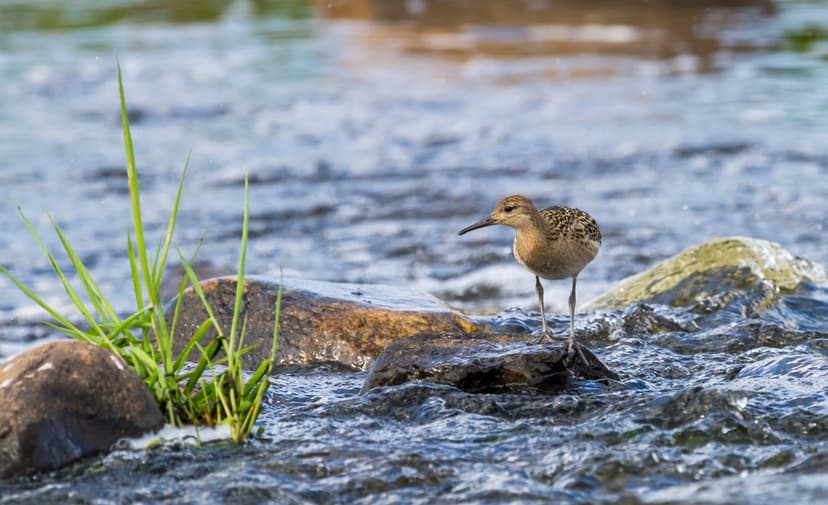 Speckled bird standing on dark wet rocks in a flowing river with green grass sprouts in the foreground.