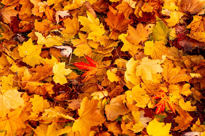 Fallen autumn leaves in shades of orange and yellow form a dense carpet on a forest floor with a top-down view.