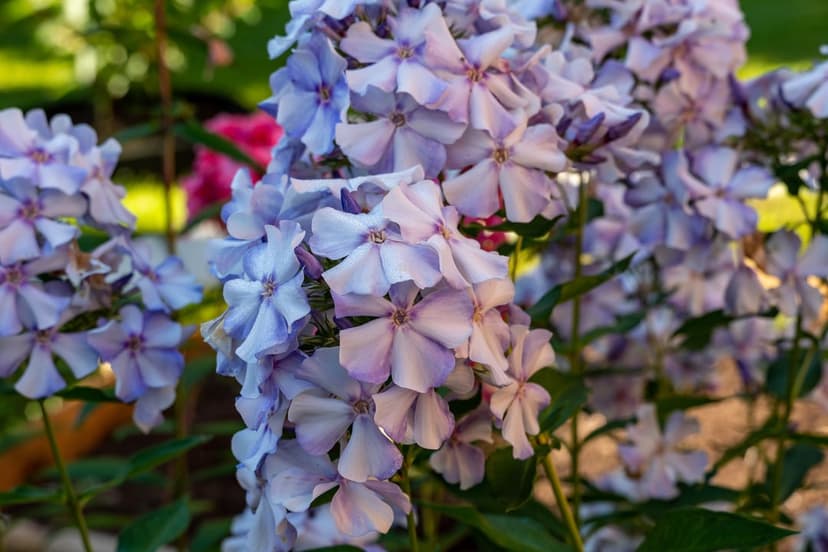 Lavender phlox flowers in a tight cluster feature soft petals against a blurred green and pink garden backdrop.