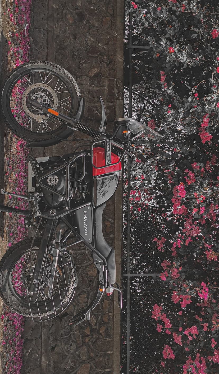 Royal Enfield Himalayan motorcycle parked beside a brick wall featuring vibrant pink flowers and dark green leaves.