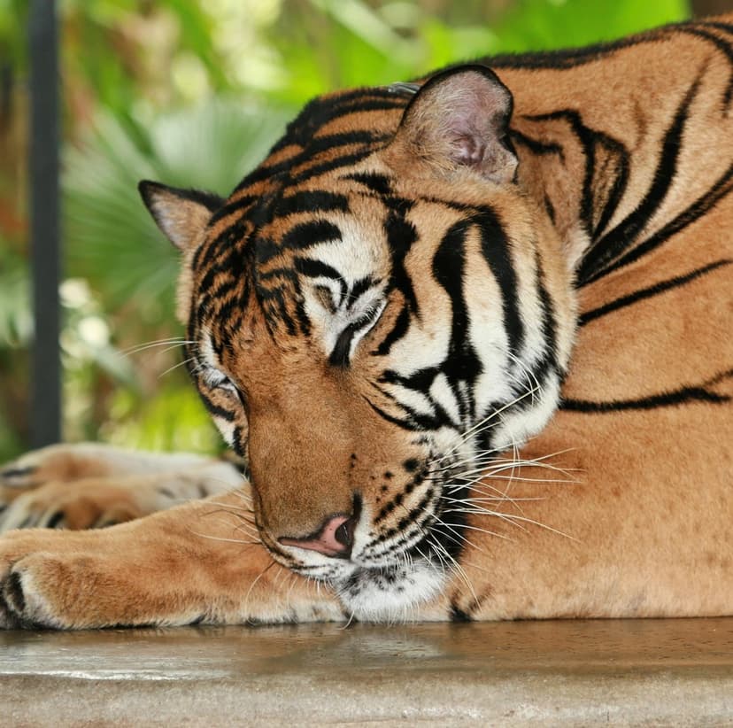 Tiger with closed eyes sleeps on its paws surrounded by soft green jungle leaves in a close-up portrait.