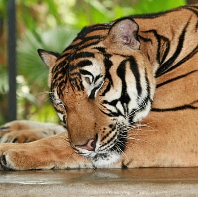 Peaceful Tiger Resting with Eyes Closed in Natural Setting