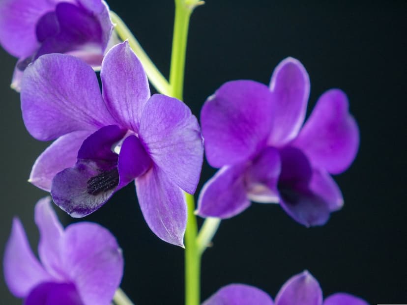Purple orchid flowers with intricate petal textures and yellow centers stand out against a solid black background.