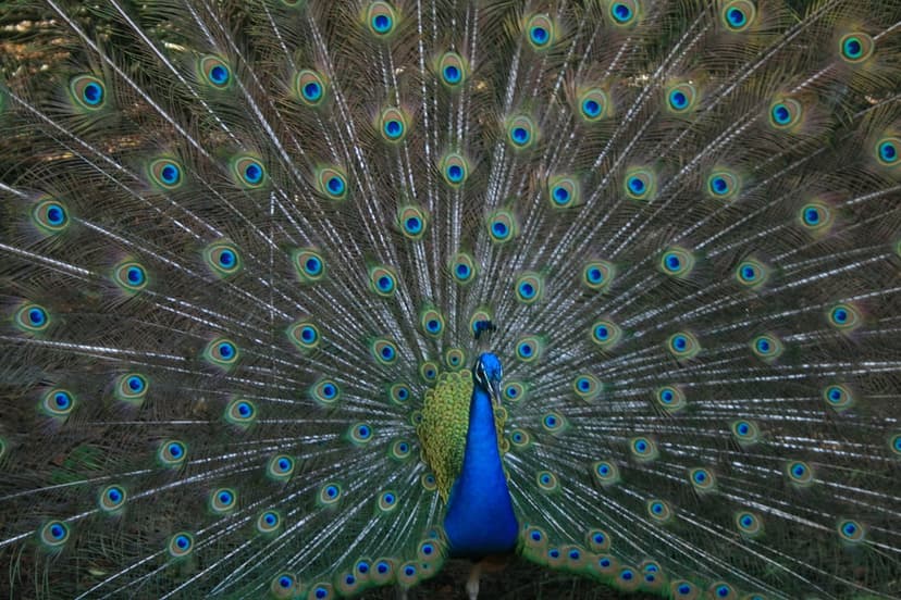 Male peacock displays its iridescent blue and green fanned tail feathers against a dark background of foliage.