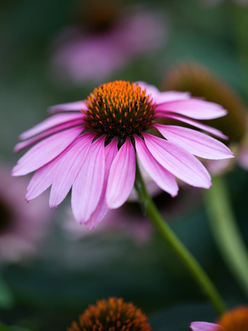 Pink Echinacea petals surround a textured orange cone against a soft-focus green and purple background.
