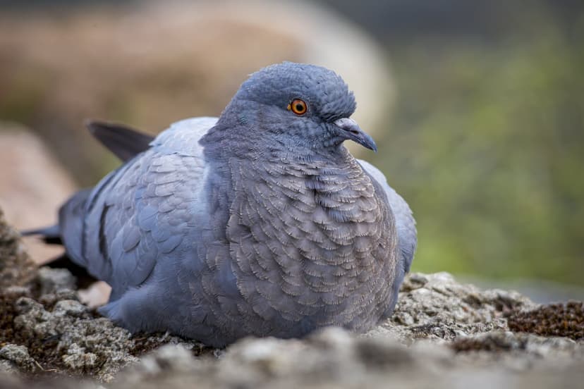 Plump gray pigeon with an orange eye sits on rough ground with a blurred green and tan background behind it.