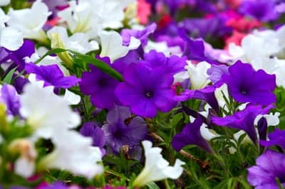 Purple and White Petunias Blooming Mobile Phone Wallpaper