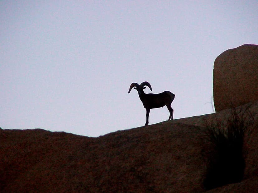 Bighorn sheep with large curved horns stands in silhouette on a rocky desert ridge under a clear pale sky.