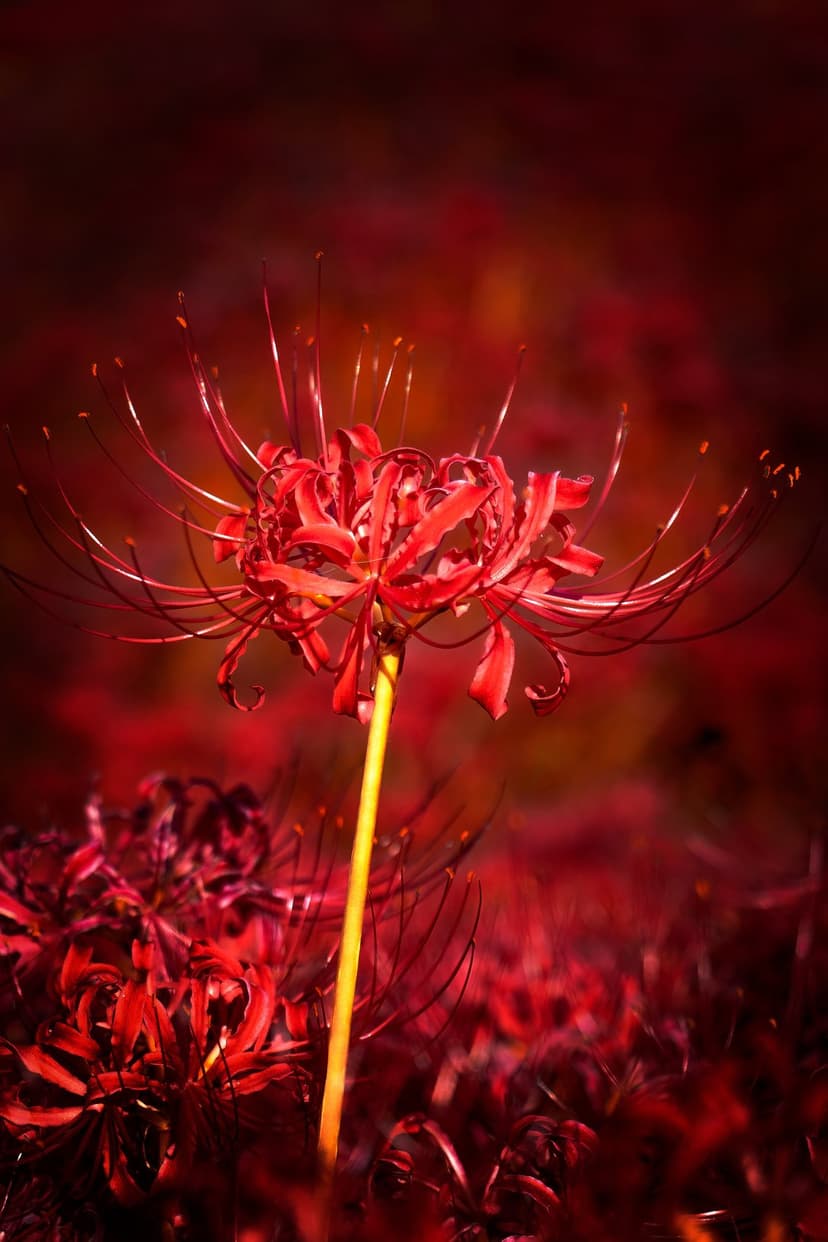 Red spider lily flowers with delicate spindly stamens emerge from a dark blurred field in a vertical close-up.