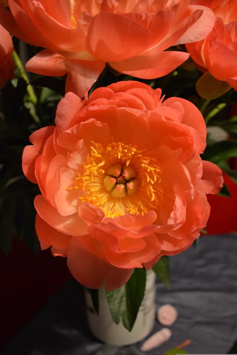 Coral peony flower with yellow stamen in a white vase against a blurred botanical background with soft lighting.