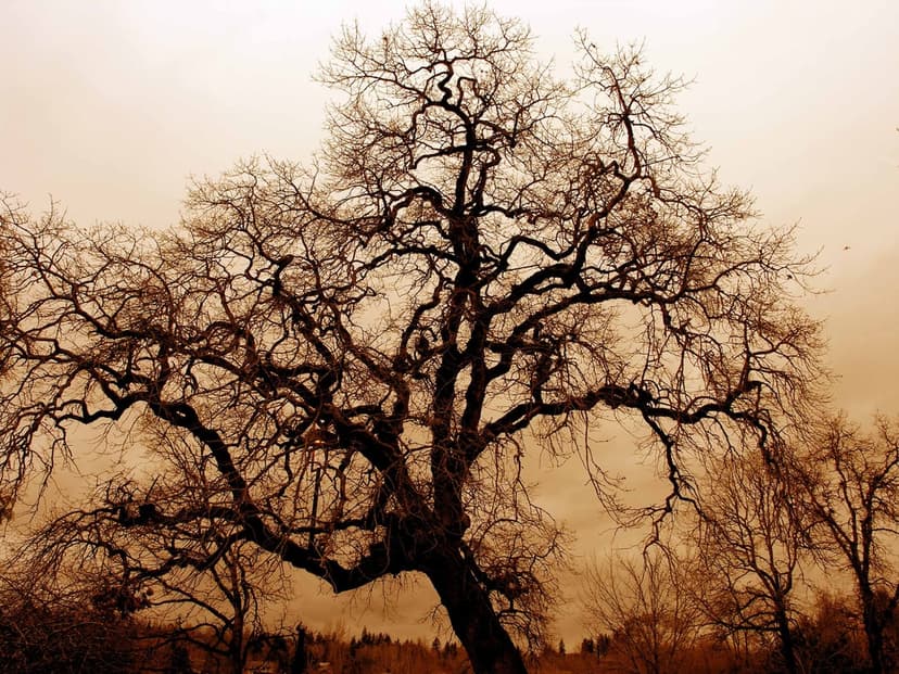 Ancient oak tree branches create a dense silhouette against a hazy, warm sepia sky during a winter evening.