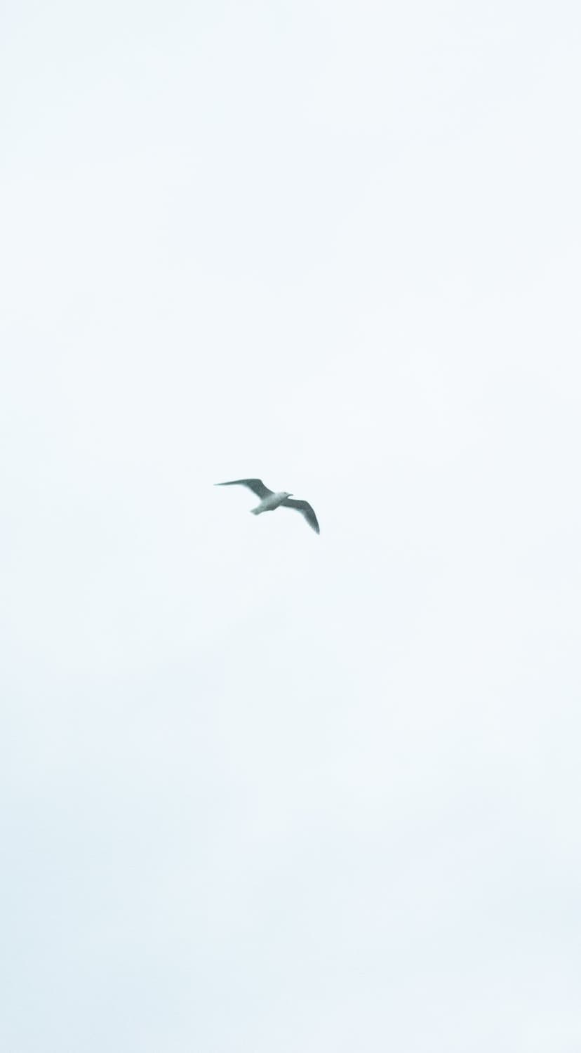 White seagull with outspread wings soaring through a pale, cloudy sky during a bright yet overcast daytime scene.