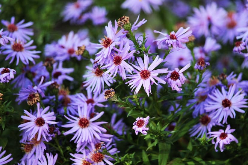 Purple aster flowers with thin petals and red centers against a blurred green garden background in macro detail.