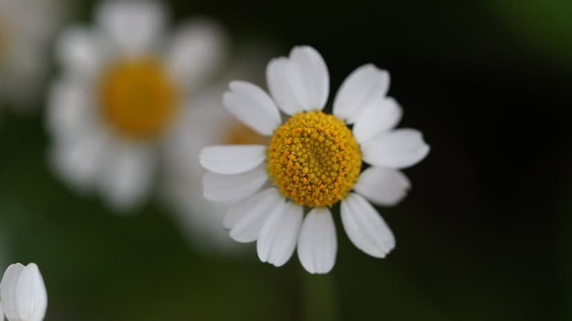 White daisy flower with a textured yellow center captured in macro against a soft-focus bokeh background.