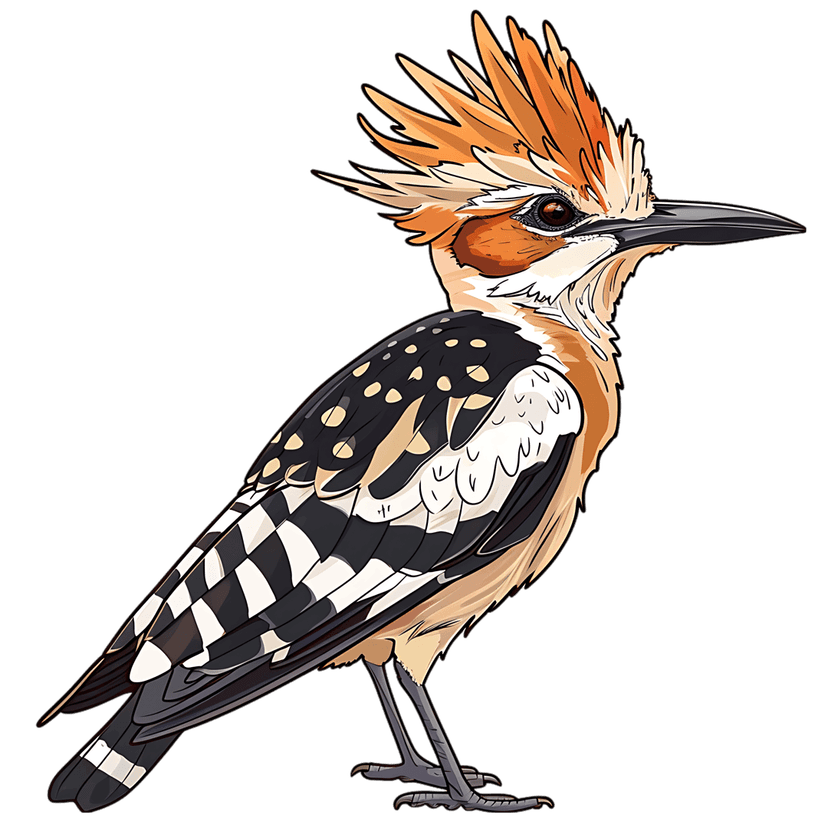 Hoopoe bird illustration with an orange crest and black patterned wings stands against a dark background.