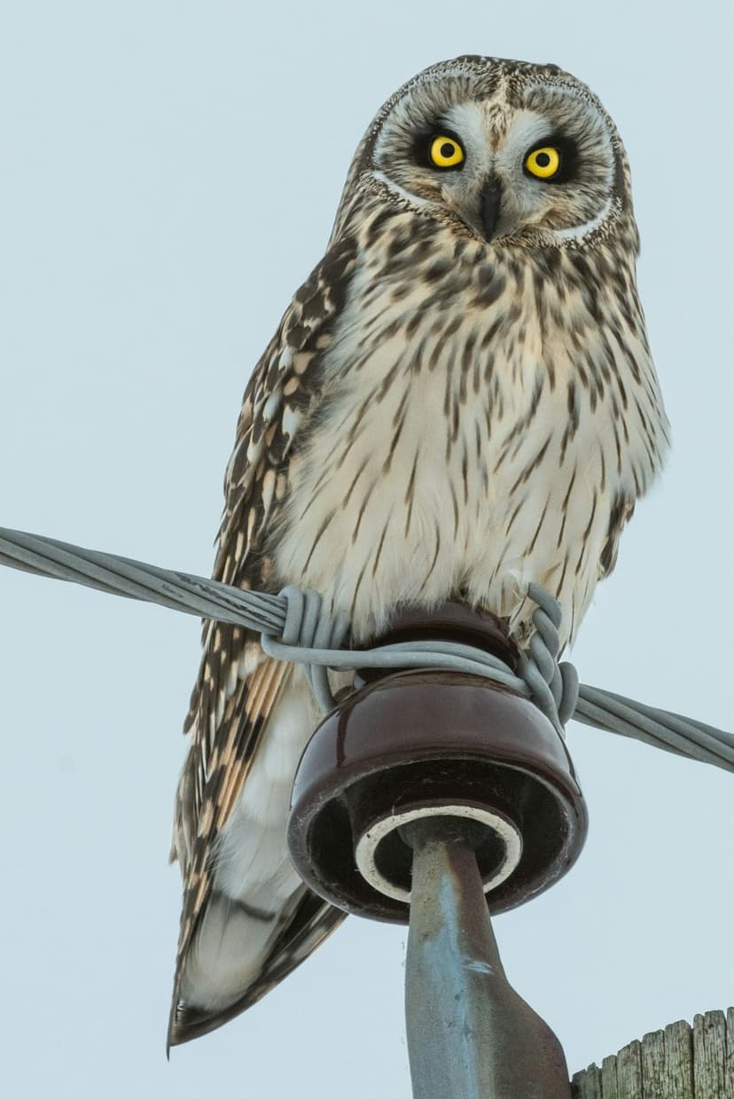 Short-eared owl with yellow eyes perched on a utility wire and ceramic insulator against a pale blue sky background.