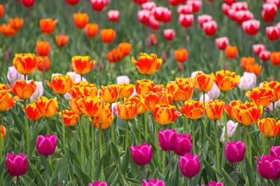 Vibrant Blooming Tulip Meadow High-Res Mobile Background