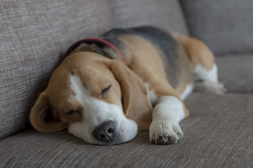 Beagle dog sleeping with its head on its paws on a gray fabric couch, featuring white, brown, and black fur.