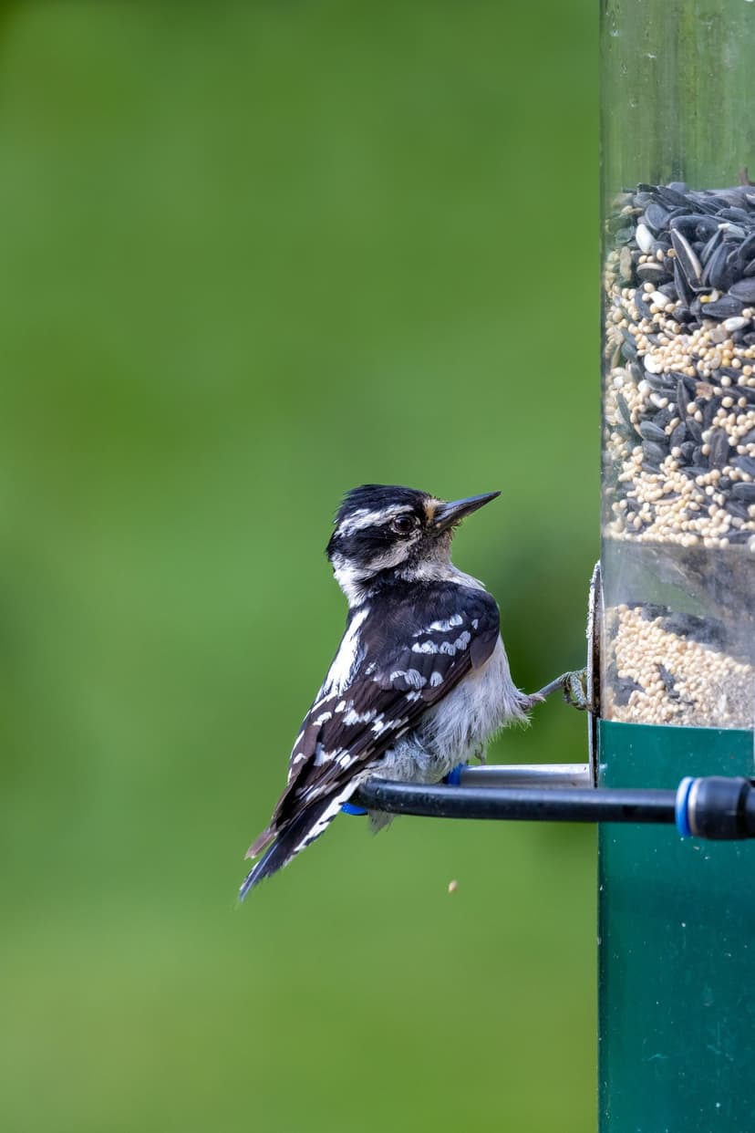 Downy Woodpecker with black and white plumage perches on a seed feeder against a blurred green background.