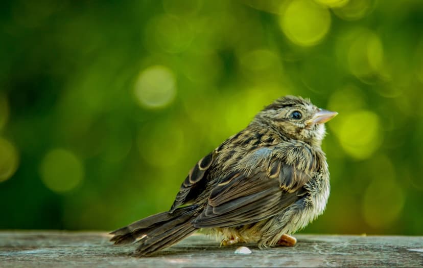 Young sparrow with brown plumage perches on a weathered wood surface against a soft green foliage background.