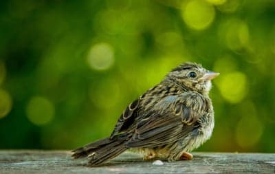 Juvenile Sparrow Perched on Wood Mobile Wallpaper