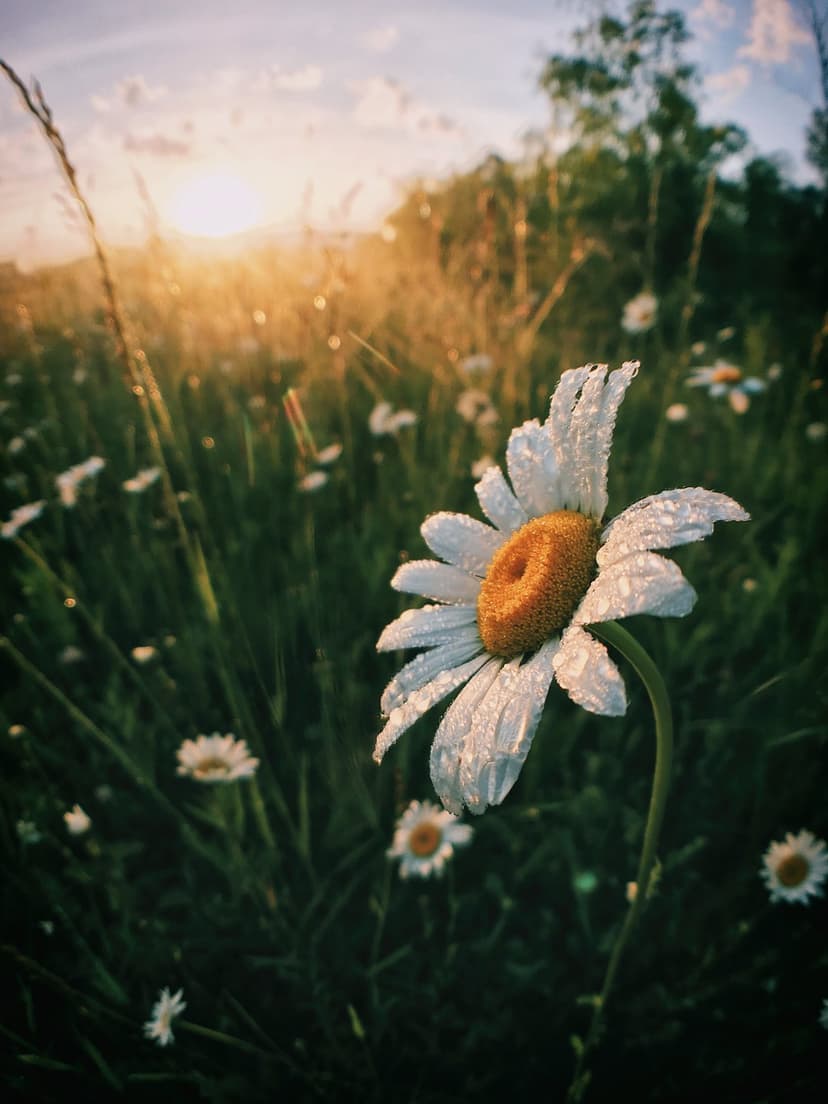 White daisy with sparkling dew drops on its petals against a blurred golden meadow during sunset hours.