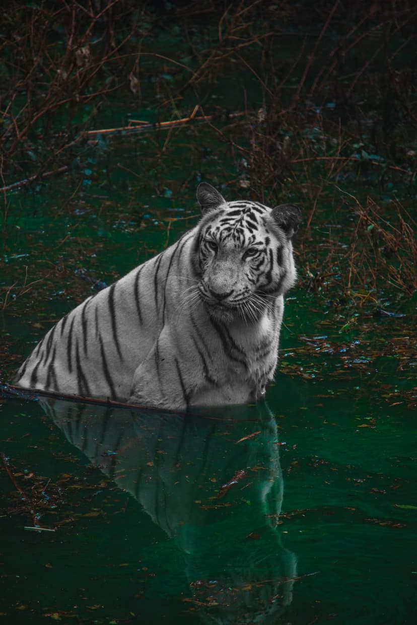 White tiger with black stripes sits in dark green water, staring forward with its reflection visible below.