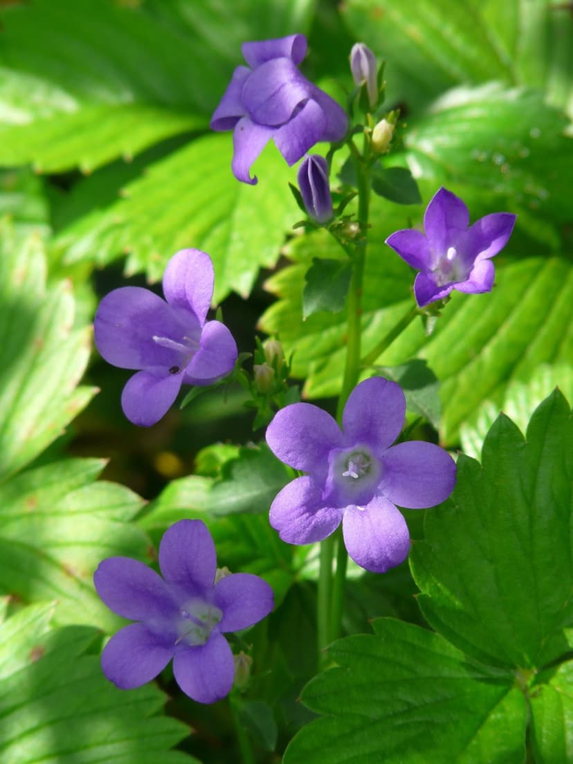 Purple star-shaped bellflowers bloom among serrated green leaves with dappled sunlight highlighting petals.