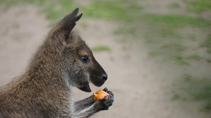 Wallaby with brown fur eating orange food in a side profile view against a blurred grass and sand background.