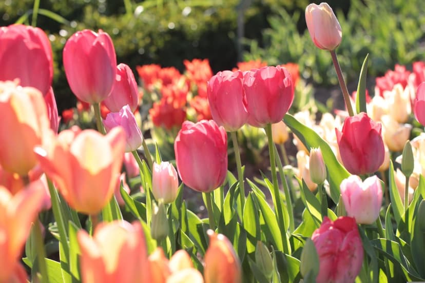 Pink and orange tulips with translucent petals captured from a low angle under soft, warm golden sunlight.