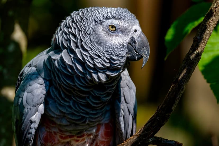 African Grey Parrot with yellow eyes sits on a mossy tree branch against a blurred green forest background.