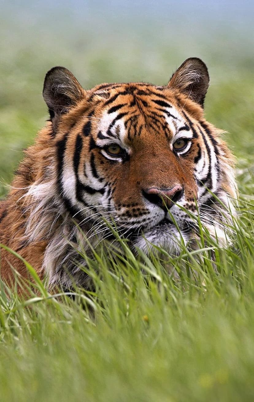 Tiger with orange fur and black stripes stares through tall green grass blades with intense amber eyes.