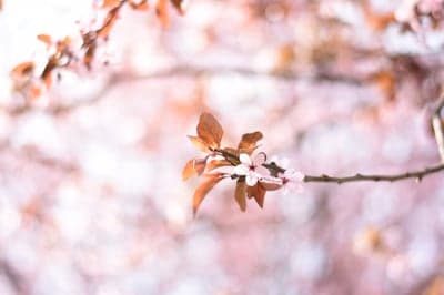 Delicate Pink Cherry Blossom Branch in Soft Focus