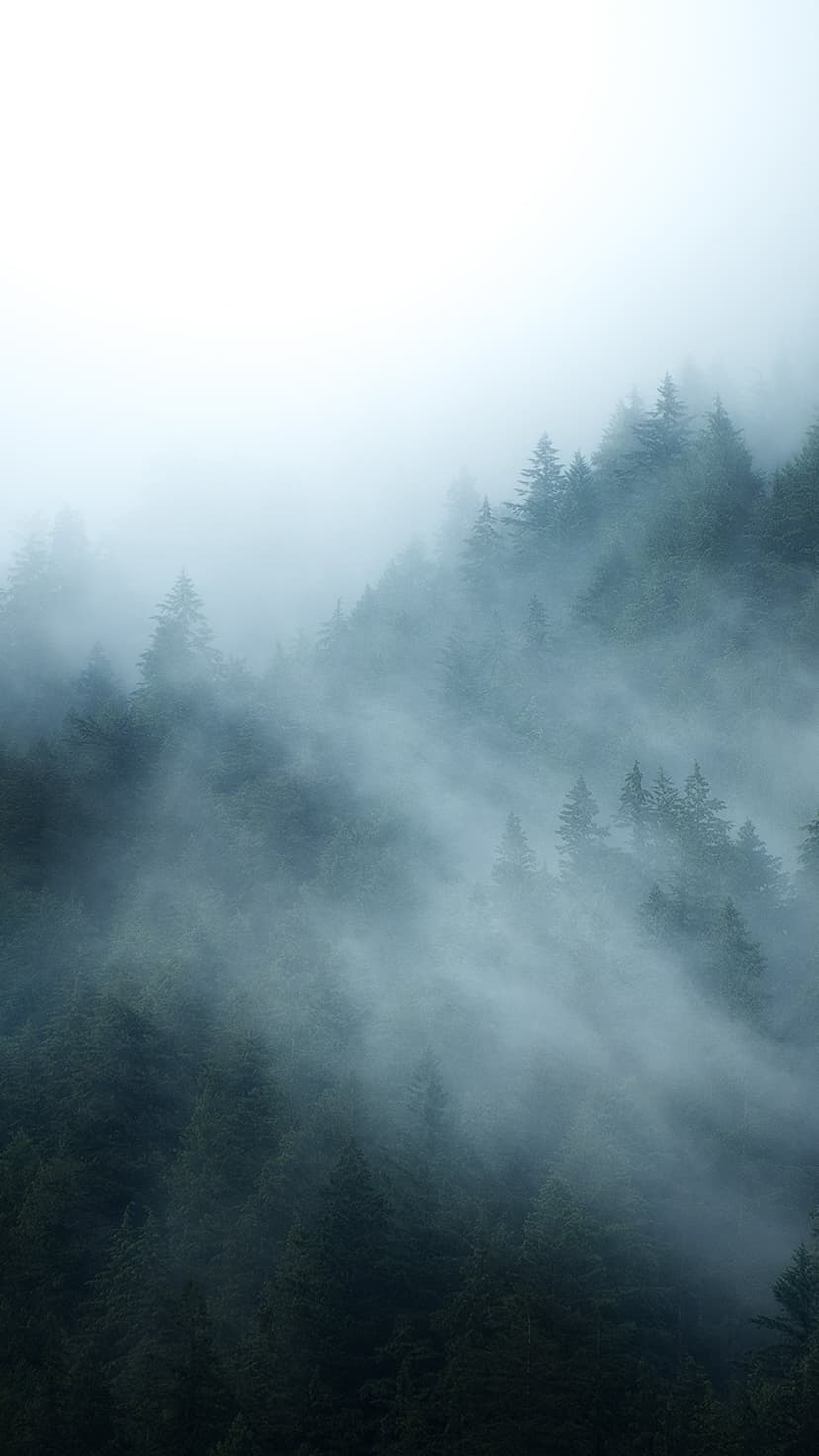 Evergreen pine trees on a steep mountain slope vanish into heavy white fog and thick atmospheric mist.