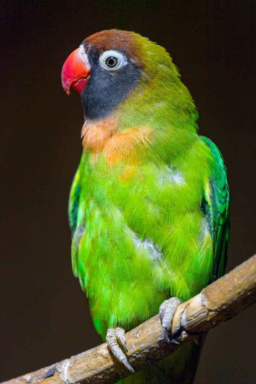 Fischer's lovebird with a green body and orange face perches on a wooden branch against a blurred dark background.