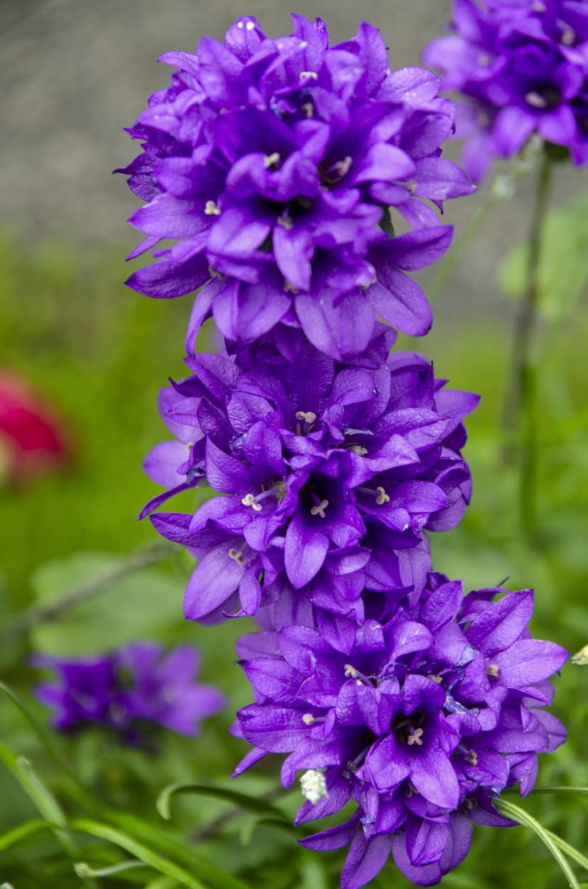 Purple bellflowers with delicate petals and white stamen stand out against a soft green bokeh garden background.