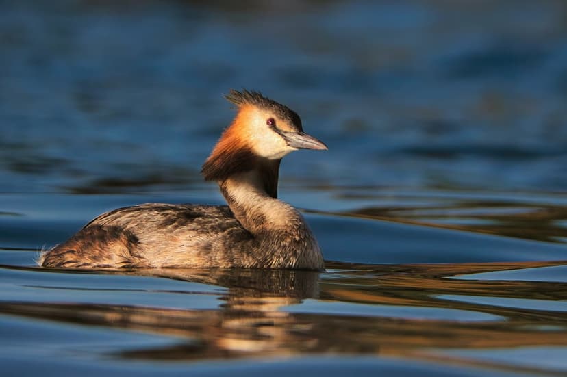 Great Crested Grebe with orange neck feathers and a dark crest floats on blue rippled water in golden sunlight.