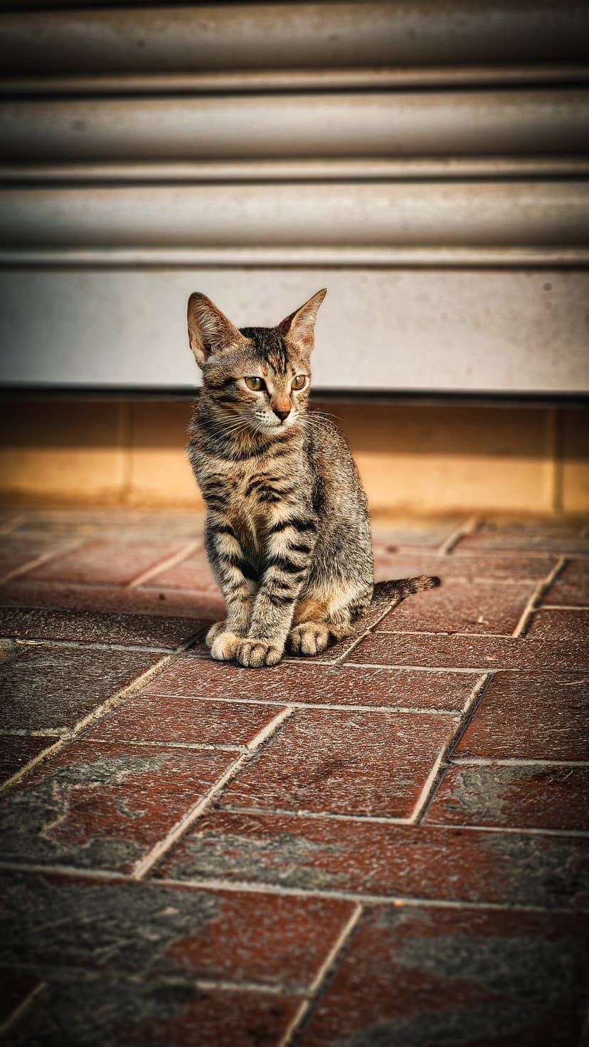 Young tabby kitten with yellow eyes sits on a red brick walkway in front of a corrugated metal wall backdrop.