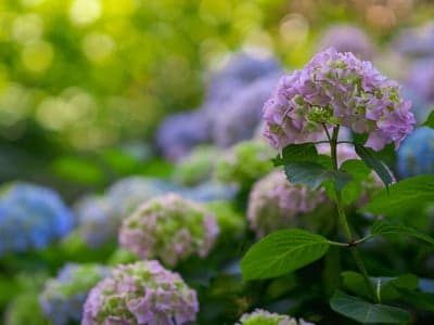 Close-up of a blooming pink hydrangea flower outdoors