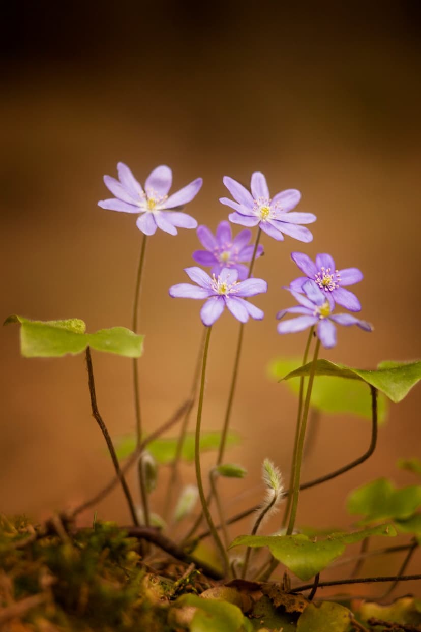 Purple anemone flowers with golden centers bloom on slender stems amidst green leaves and a soft brown background.