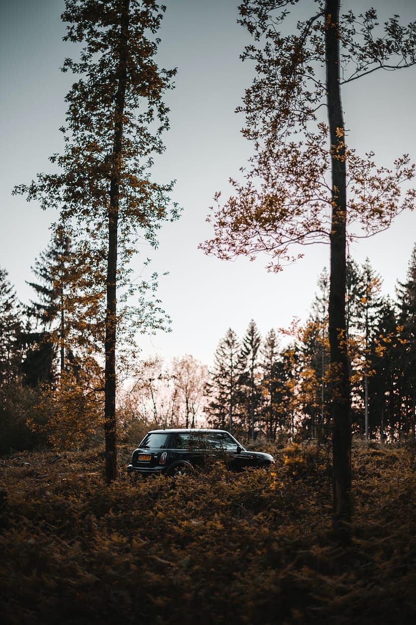 Dark Mini Cooper parked among vibrant autumn trees and fallen leaves in a misty forest at dusk during fall.