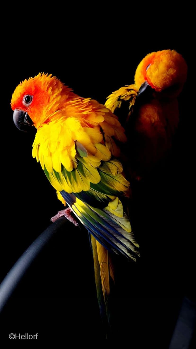 Two Sun Conure parrots with orange and yellow feathers perch closely against a solid black background.