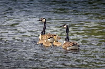 Canada Geese Family Swimming in Water