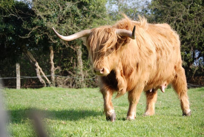 Highland cow with long horns and shaggy brown fur stands in a green meadow with a rustic wooden fence behind it.