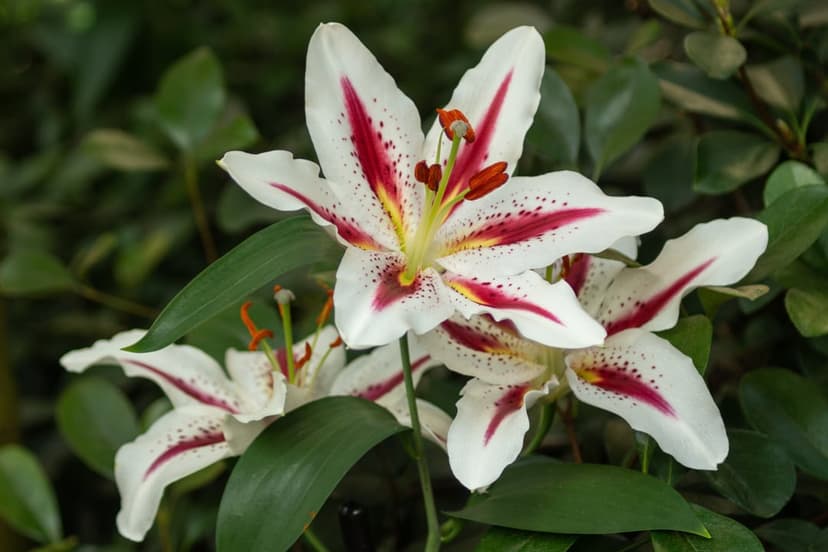 White lily petals with red streaks and yellow stamen surrounded by deep green leaves in a close-up view.