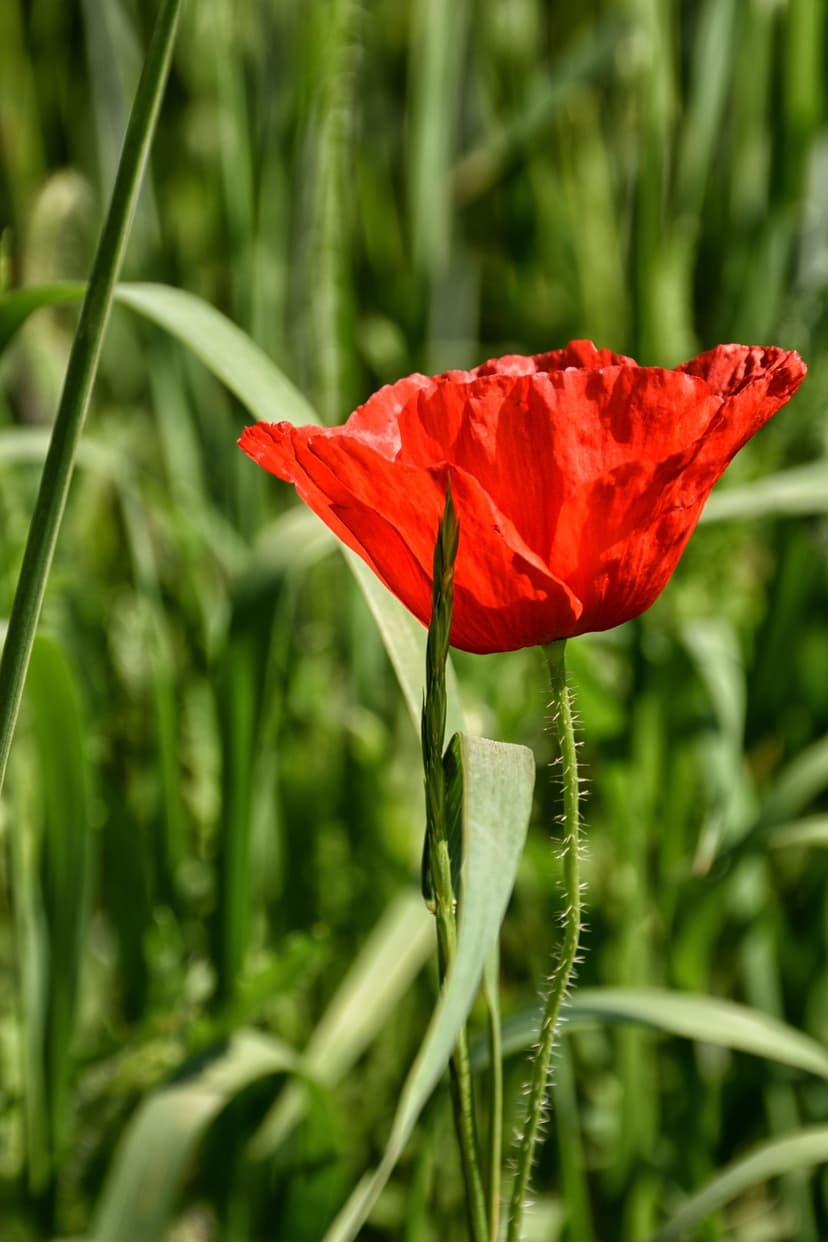 Red poppy flower on a fuzzy green stem in a sunlit meadow with a soft bokeh background for phone displays.
