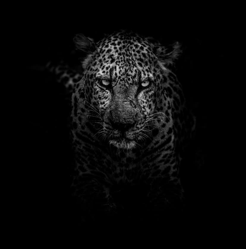 Leopard face with detailed spotted fur and intense eyes emerges from dark shadows in a vertical portrait.