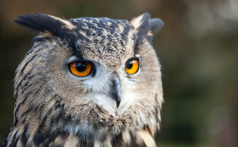 Eagle owl with bright orange eyes and brown patterned feathers stares forward against a blurred background.