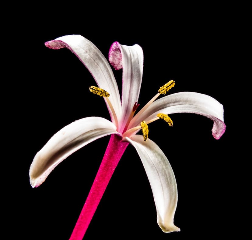 White flower petals with pink edges and yellow stamens centered against a solid black background in close-up.