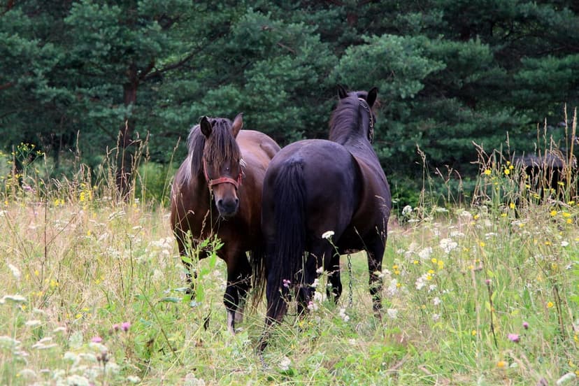 Two horses standing in a sunlit wildflower meadow with a dense evergreen pine forest stretching across the horizon.